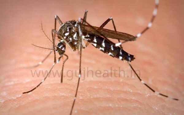 ades Egypt mosquito identity